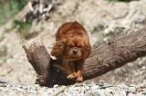 CAVALIER KING CHARLES 179